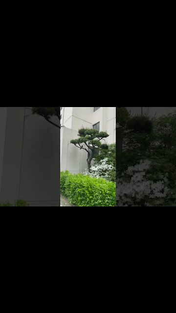 유라시아까치의 아종, 비상, 시조, 까마귓과, 잡십성, 까치밥, 까치까치설날, 제주도, 침엽수, 반가운 손님, 길조, 전라북도의 도조, 맹금류, 까치의 천적이 거의 없다, 송전탑