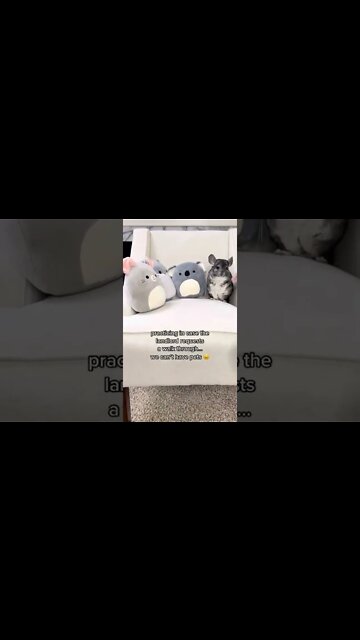 1Min Animal World #dogs #cats #pet