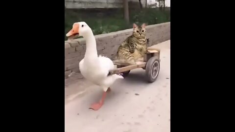 Duck and cat is friend now !