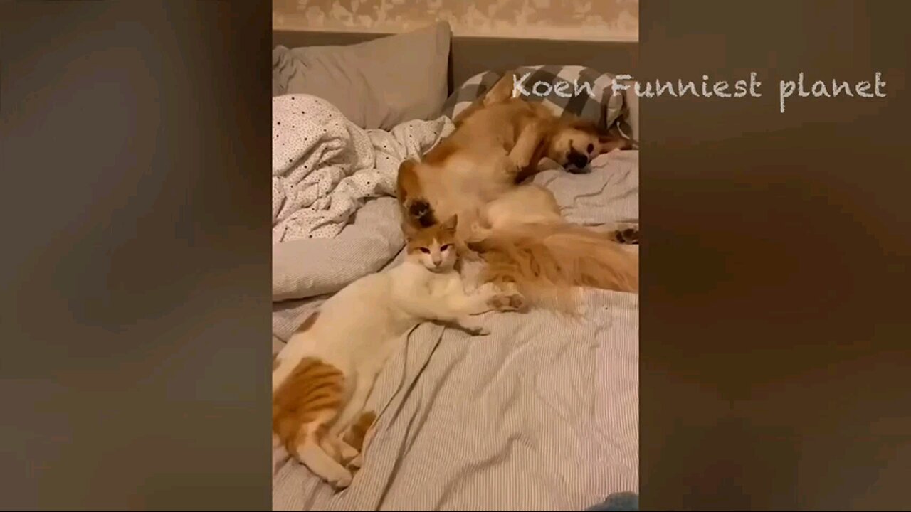 funniest cats & dogs