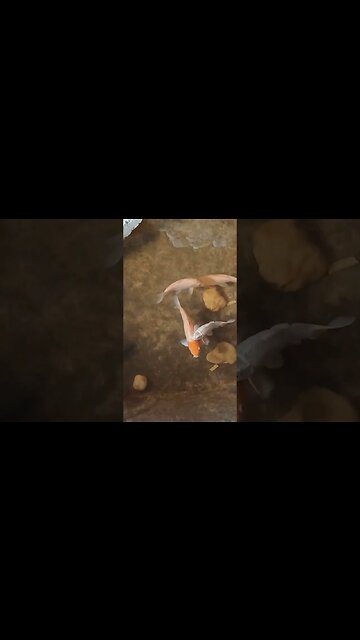 fogão a lenha parada