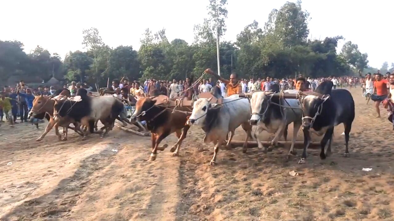 Animal Cow National Game