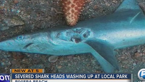 Severed shark heads washing up at local park