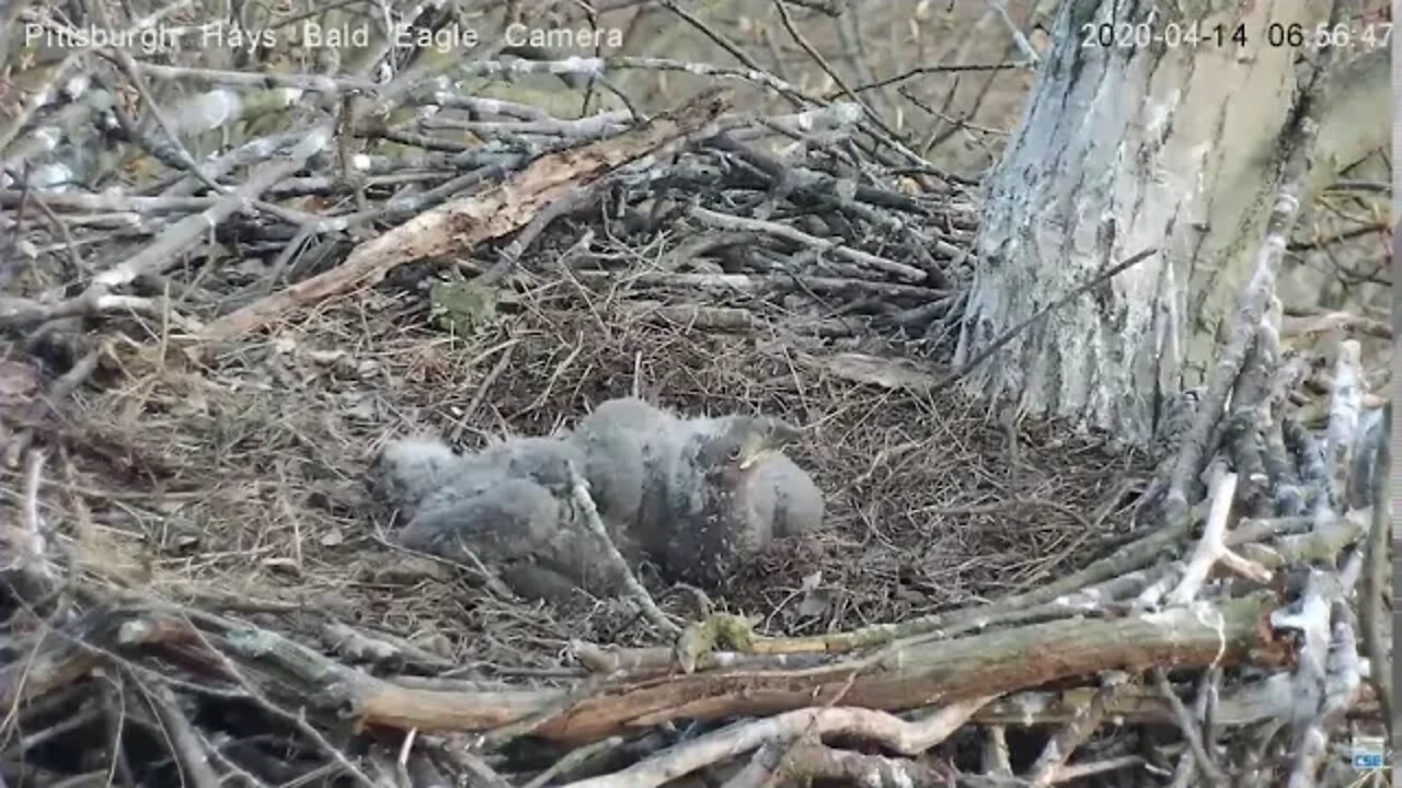 Hays Eagles Eaglet Pellets Casting 4.14.20