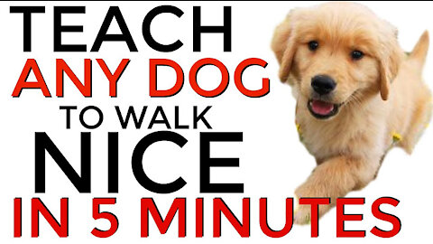 train your dog to walk nice