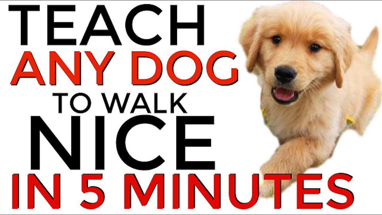 train your dog to walk nice