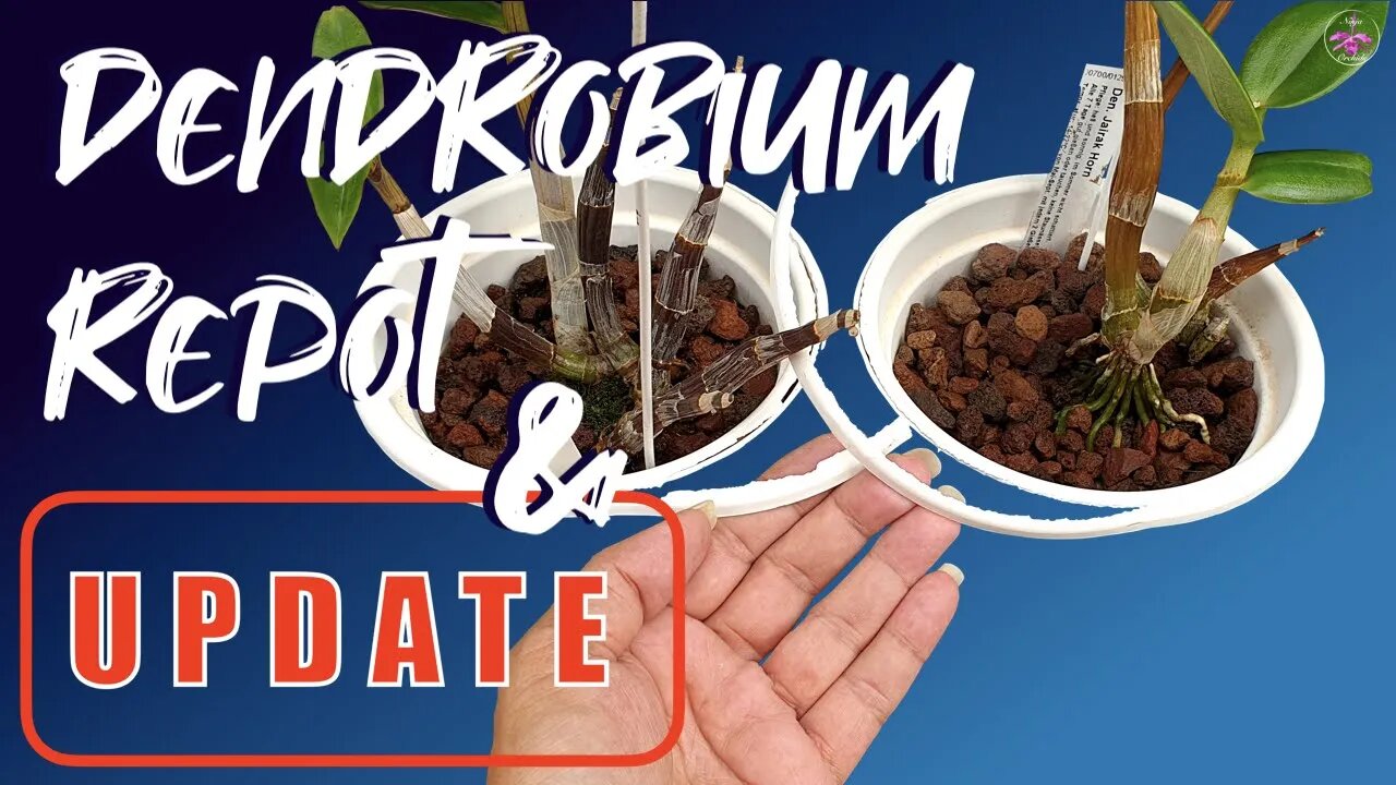 Update Growth Progress of Rescue Dendrobiums sutkinoi & Jairak Horn | Lava Rock | Self watering