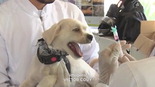 Abril Laranja: centro de controle de zoonoses realiza ação na região central de Teófilo Otoni