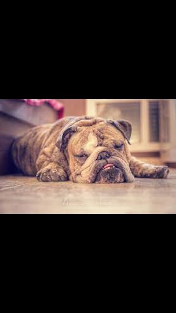 Bulldog is refusing to go to the beach | Just wants to stay in his bed |