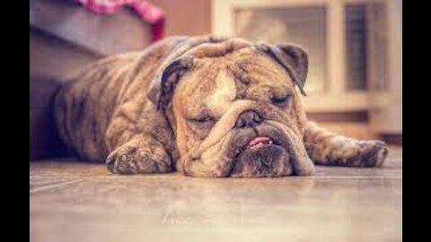 Bulldog is refusing to go to the beach | Just wants to stay in his bed |