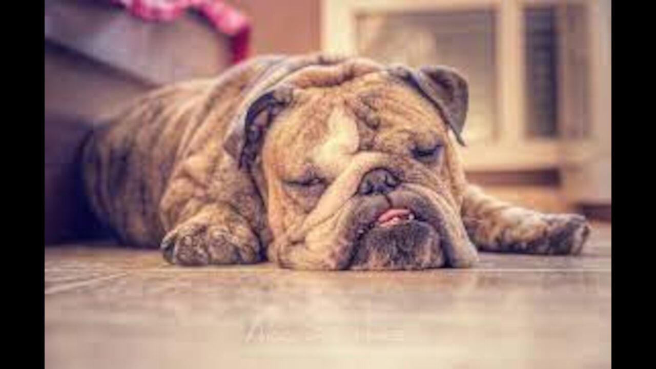 Bulldog is refusing to go to the beach | Just wants to stay in his bed |