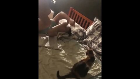 Cats are easy to train and have a working memory of 30 seconds
