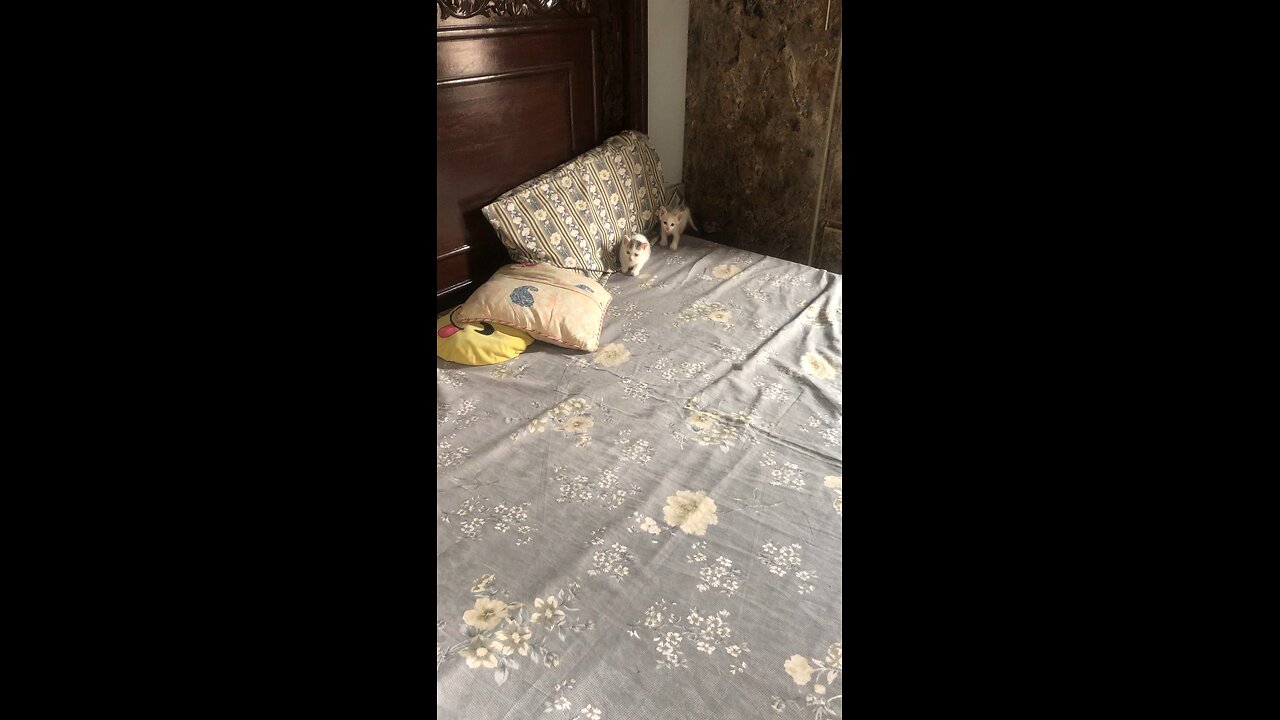 Cat child