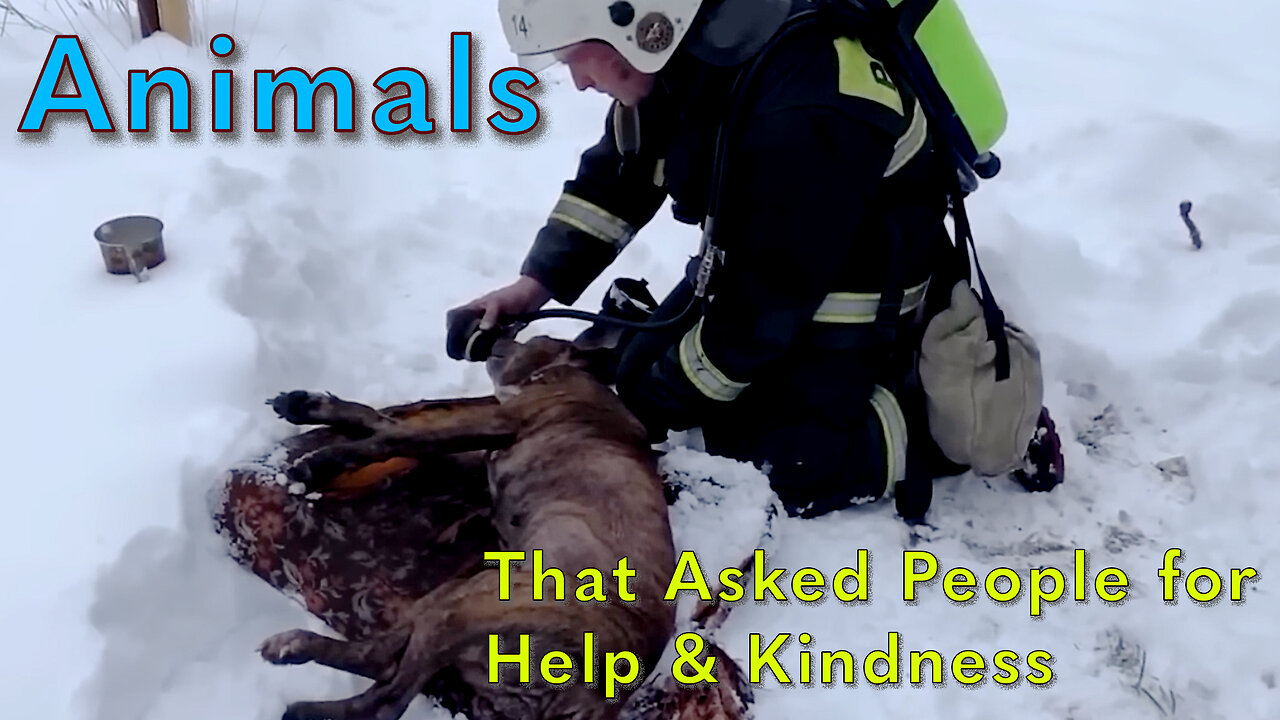 Animals That Asked People for Help & Kindness Caught on camera