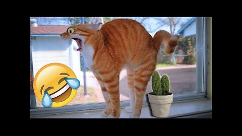 1 Hour Trending Funny Animals 😅 Funniest Cats and Dogs 😹🐶