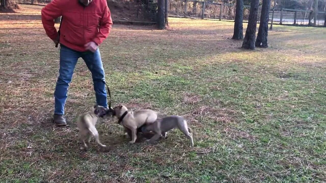 Cowboy x Machete pups at 9 weeks