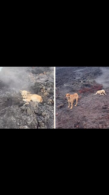 Wild dogs turn hot volcanic ground into personal spas