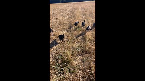 Chickens in the pasture