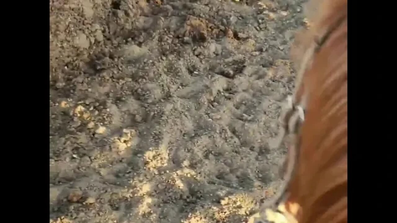 Spooky Manure Creatures