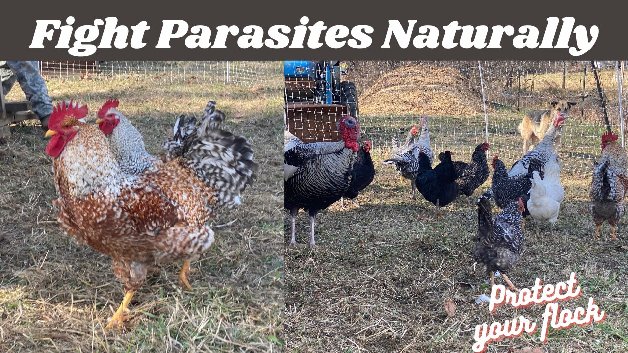 How We Prevent & Treat Parasites In Our Chickens, Ducks, Turkeys, & Guineas