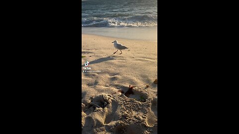 beautifull Bird at scarbourough beach