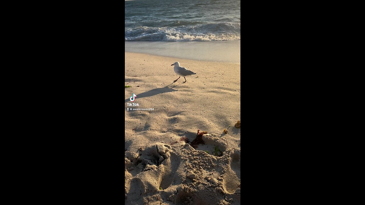 beautifull Bird at scarbourough beach