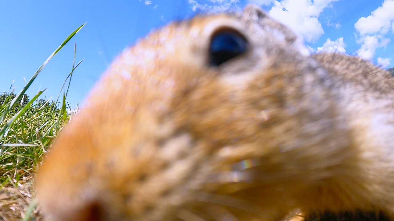 Curious gopher sniffs the camera left at her den entrance