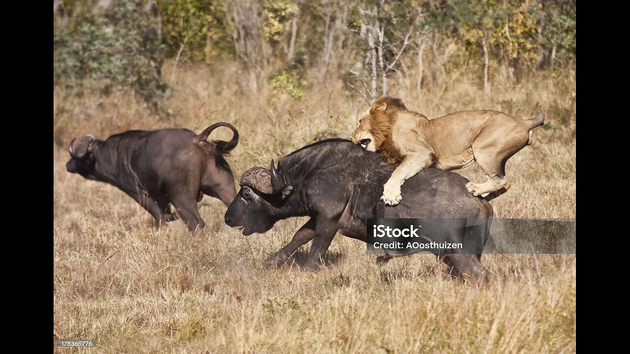 Buffalo fight back against lion