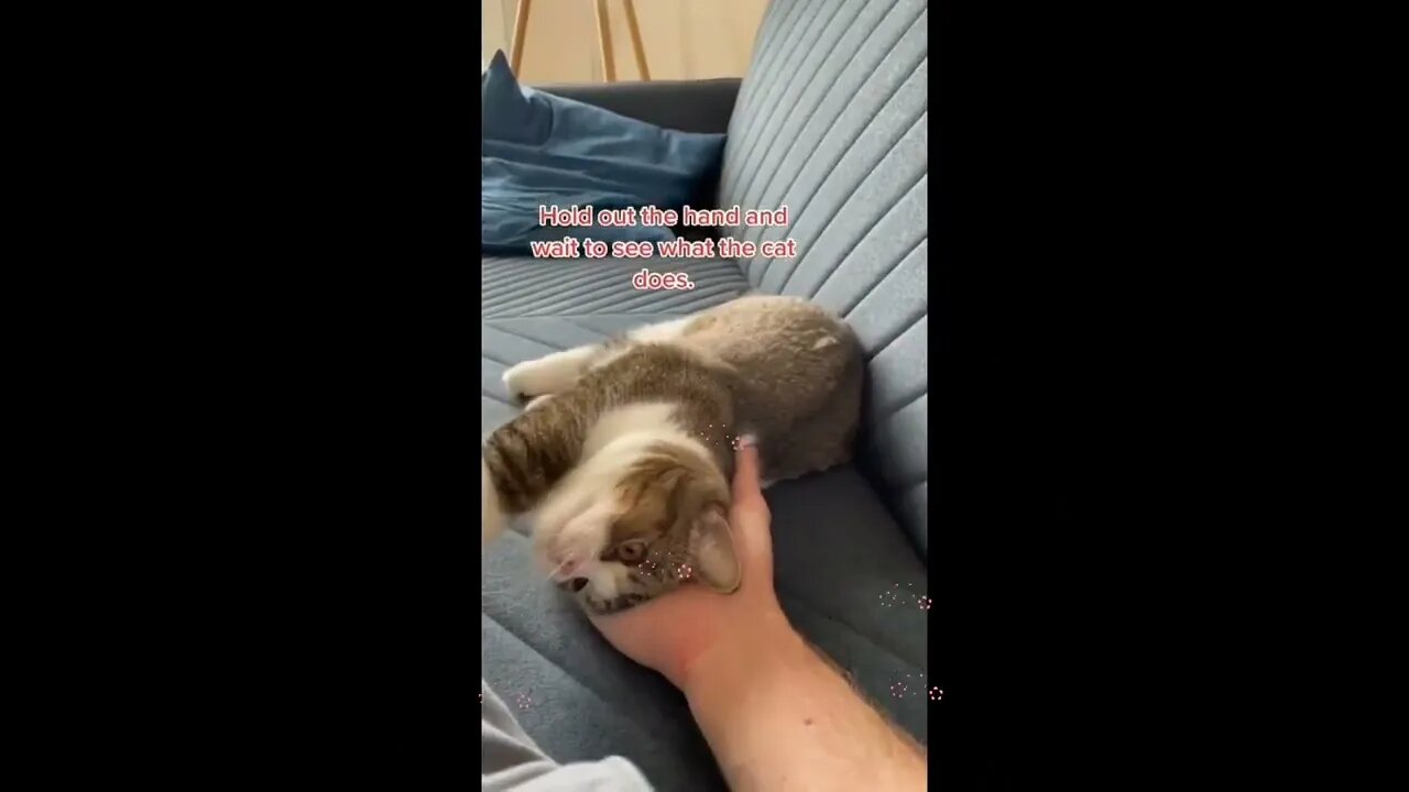 BEST 😍FUNNY😍 PET VIDEOS #67 - Try Not To Laugh #shorts
