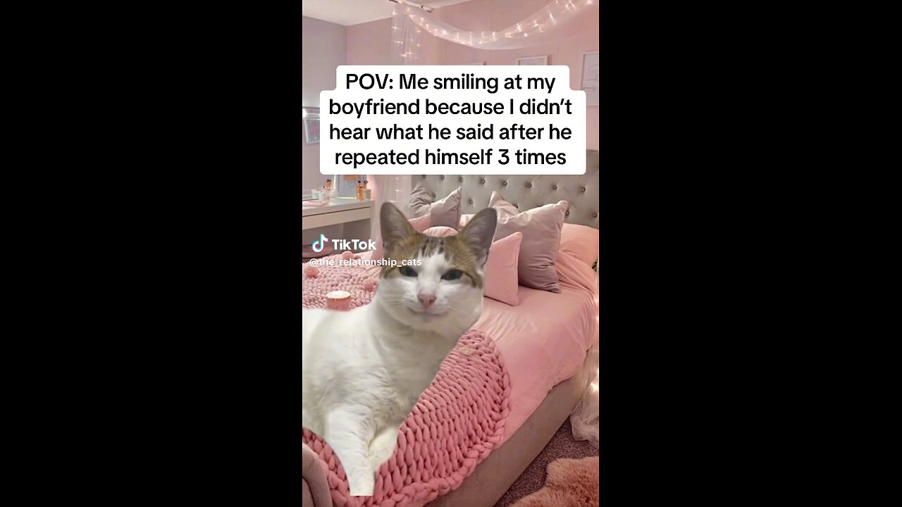 Funny cat boyfriend and girlfriend valentine meme