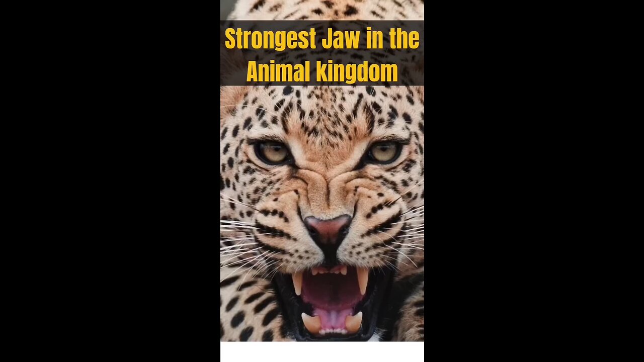 Top 5 Strongest Jaws in Animal Kingdom | #Shorts
