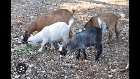 Waaao ! Mini Goat Spotted 🐐 🙌 😎