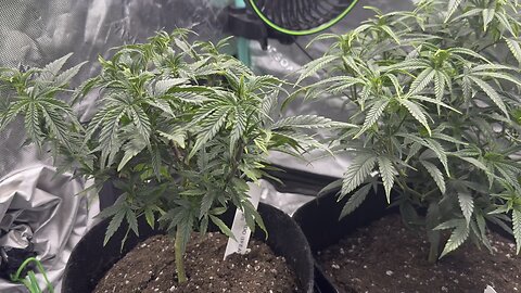 4 clones