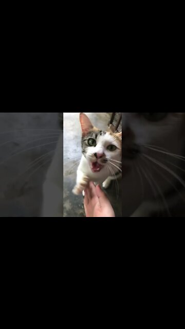 cute cat 🐈🐈🐈🐈#short #funnyvideo #funnyviral