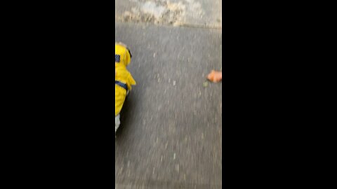 Walking the dog