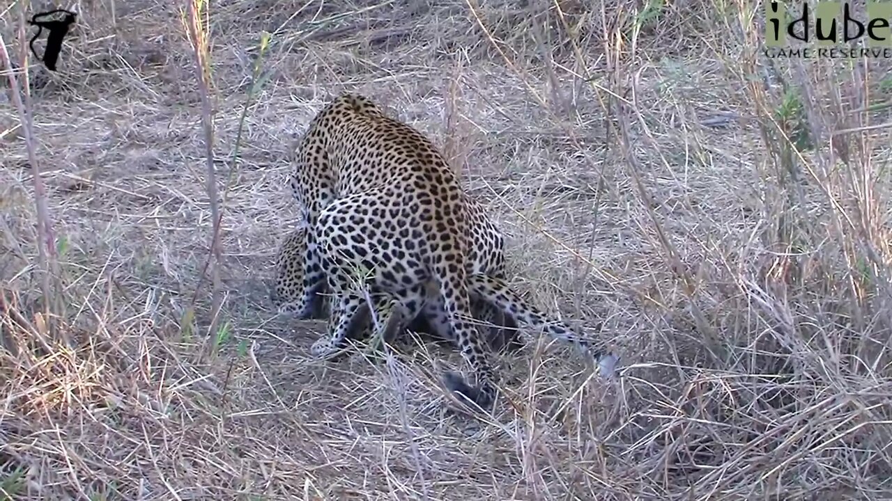 WILDlife: Pairing Leopards in the Sand River