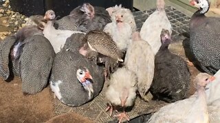 Cats first day out with new birds. Geese, Guinea fowl and chickens