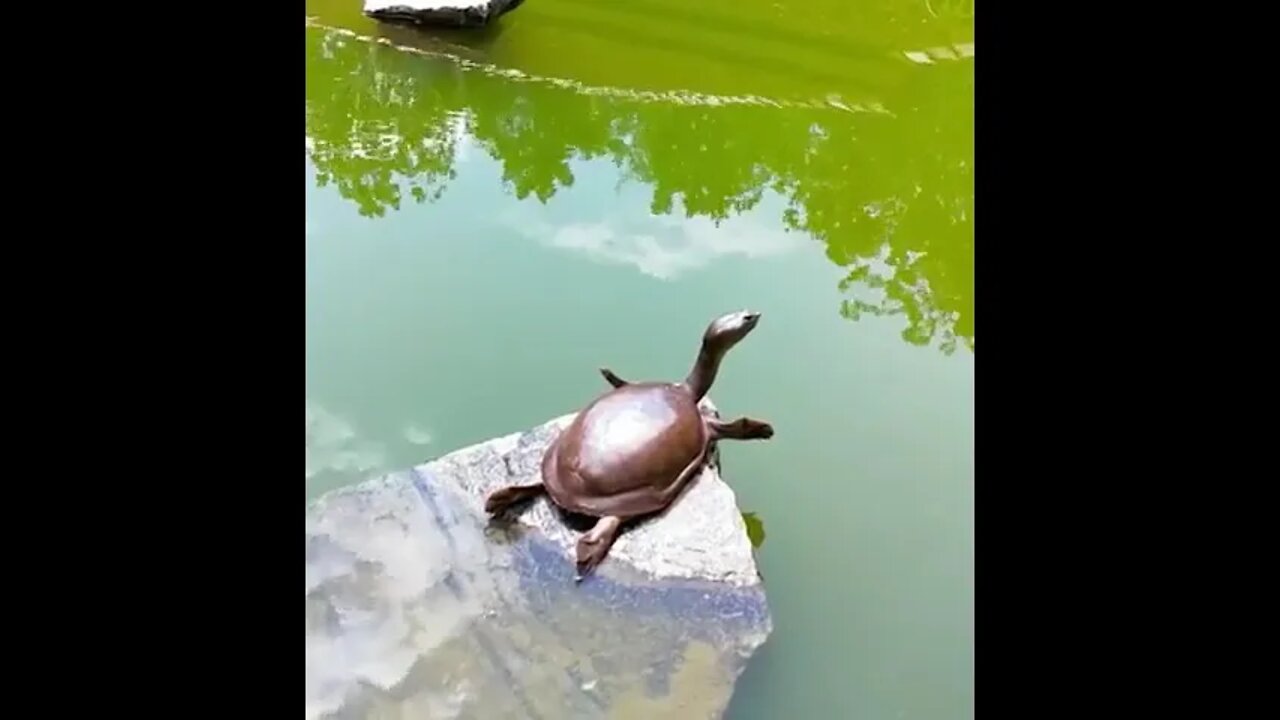 Turtle Doing a Superman Pose