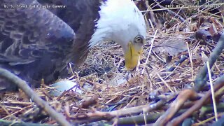USS Eagles - Close-up of Dad & Eggs