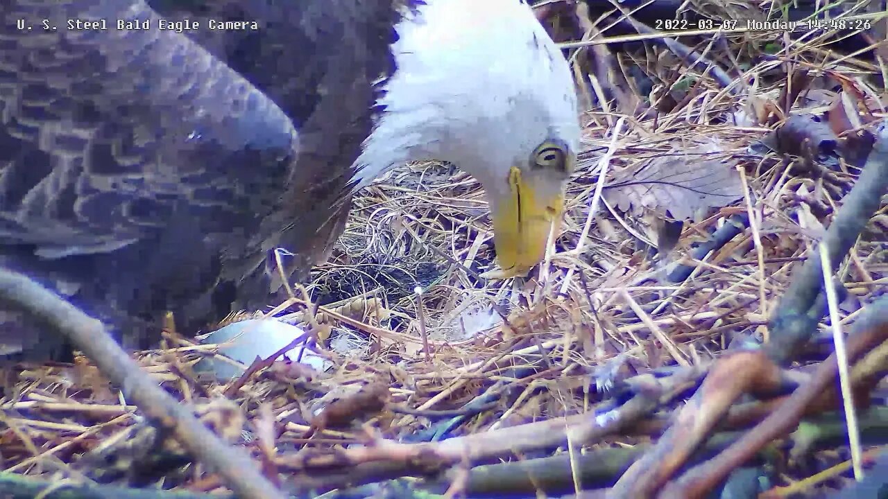 USS Eagles - Close-up of Dad & Eggs
