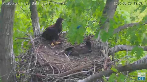 Hays Eagles nest Indigo Bunting visit 020 05 20 20 759pm