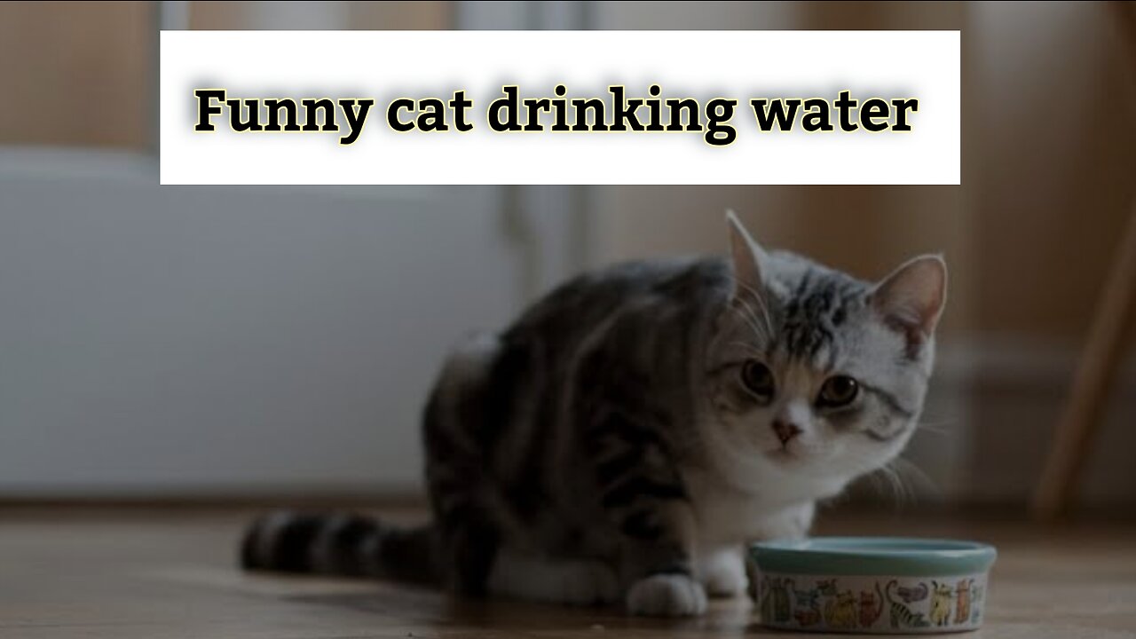 Funny cat drinking water