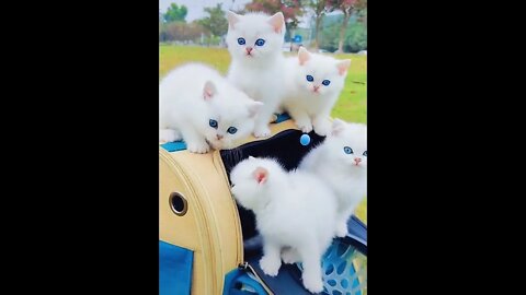 Beautiful Kitten #Ubertainment #ytshorts #kitten #Animals #viral #viral2022 #trending #trending2022