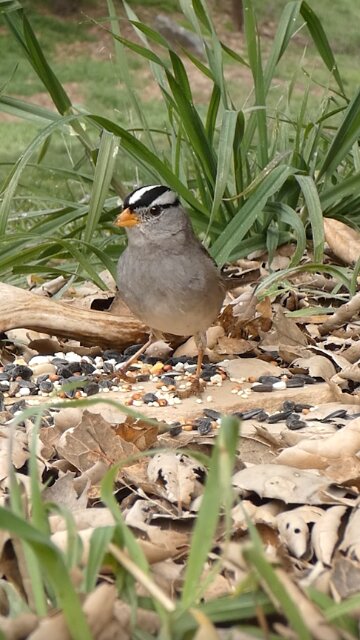 White-crowned Sparrow🐦Morning Feast