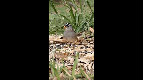 White-crowned Sparrow🐦Morning Feast