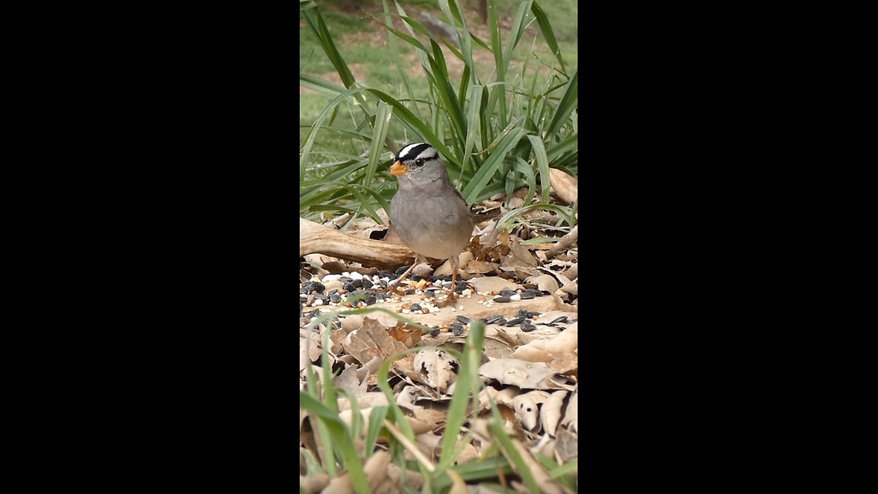 White-crowned Sparrow🐦Morning Feast