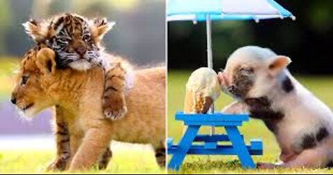 Cute Baby Animals You Should See