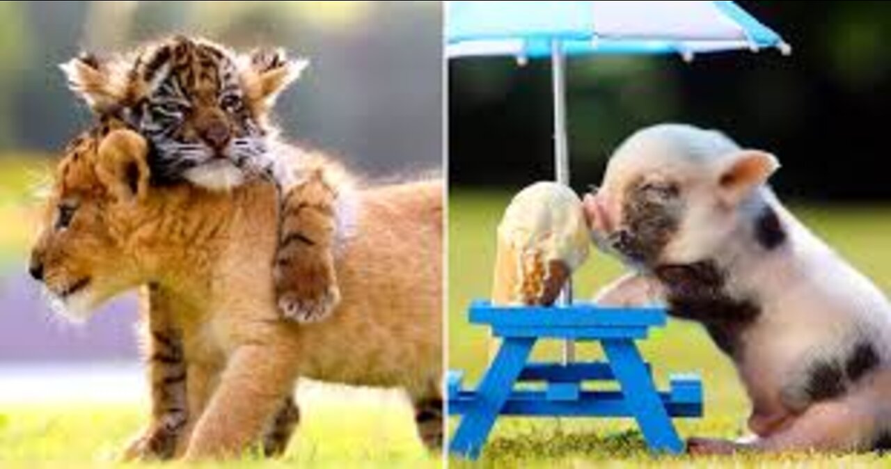 Cute Baby Animals You Should See