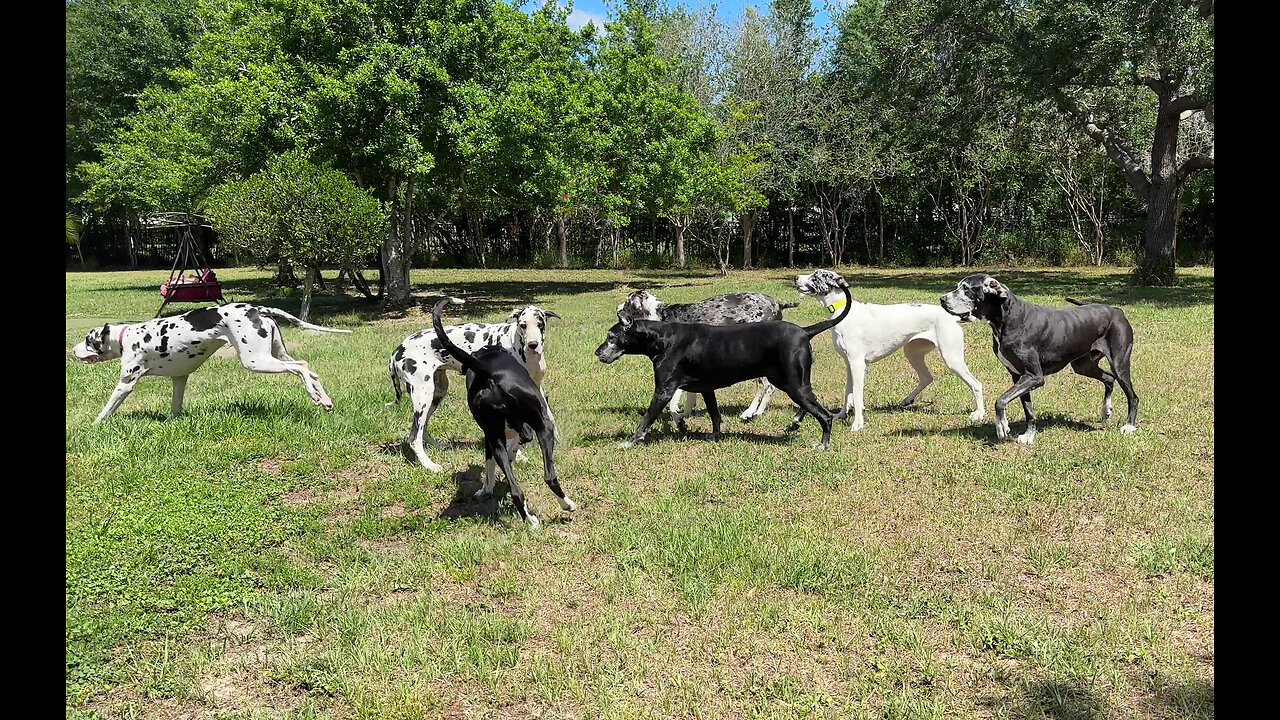 7 Funny Great Danes Friends & Family Play Date Meet & Greet