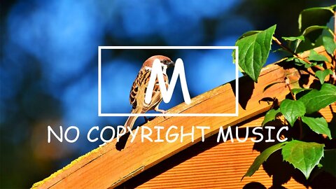 Niwel - Panavi（Mm No Copyright Music）